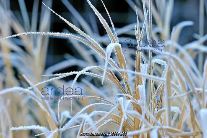 : Hoar Frost white frost on grass : Hoar Frost white frost on grass