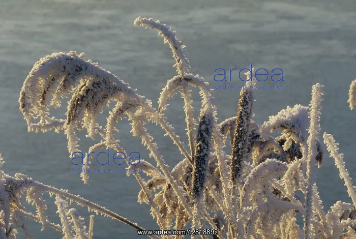  : Hoarfrost