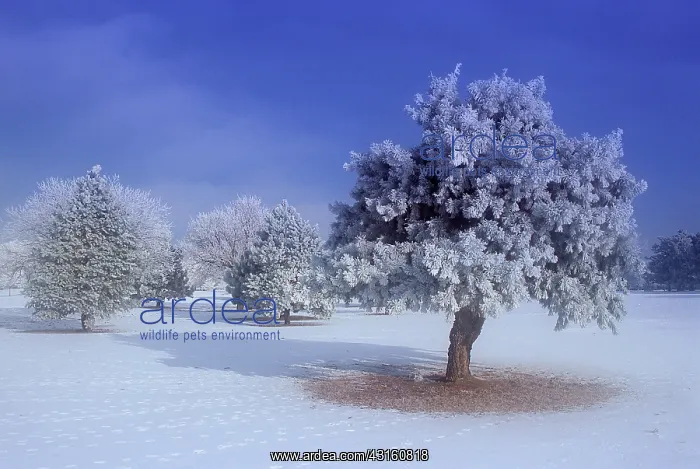 : Hoarfrost. A significant hoarfrost event envelops Sedgwick County : Hoarfrost. A significant hoarfrost event envelops Sedgwick County