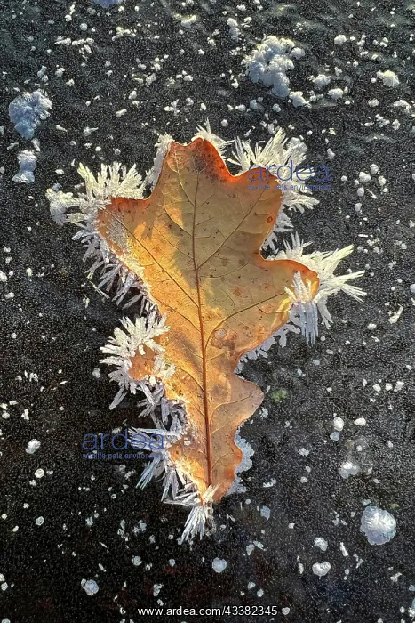 : Hoarfrost on oak leaf, ice crystals, winter atmosphere : Hoarfrost on oak leaf, ice crystals, winter atmosphere