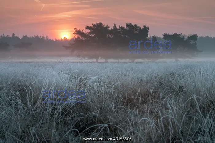 : Hoarfrosted grass in the foreground and a group : Hoarfrosted grass in the foreground and a group