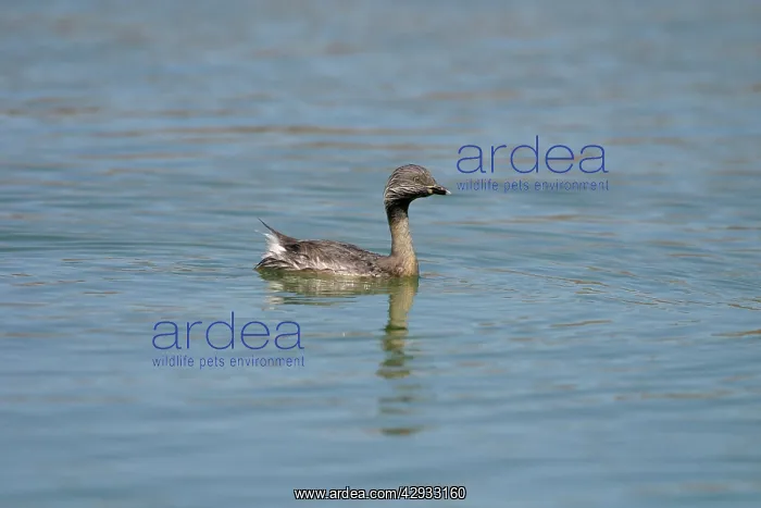 : Hoary-headed Grebe : Hoary-headed Grebe