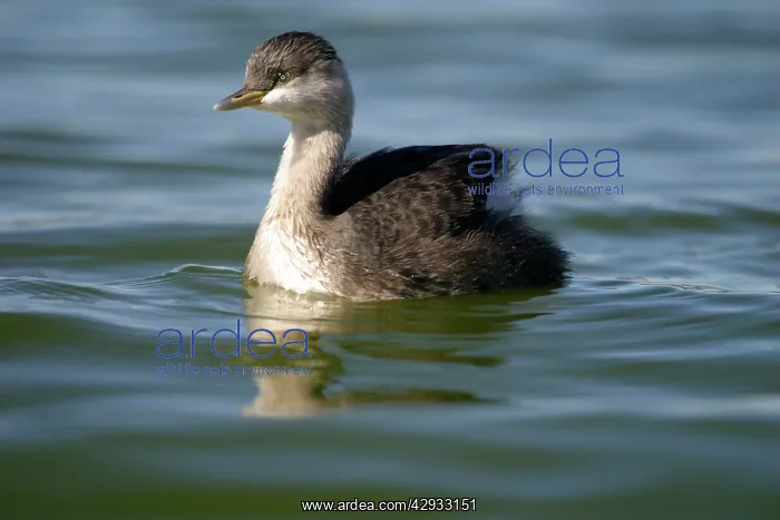 : Hoary-headed Grebe - Non-breeding plumage : Hoary-headed Grebe - Non-breeding plumage