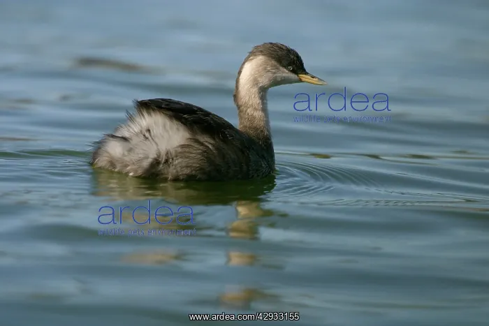 : Hoary-headed Grebe - Non-breeding plumage : Hoary-headed Grebe - Non-breeding plumage