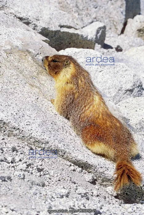 : Hoary MARMOT : Hoary MARMOT