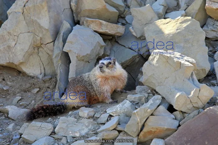 : Hoary Marmot : Hoary Marmot