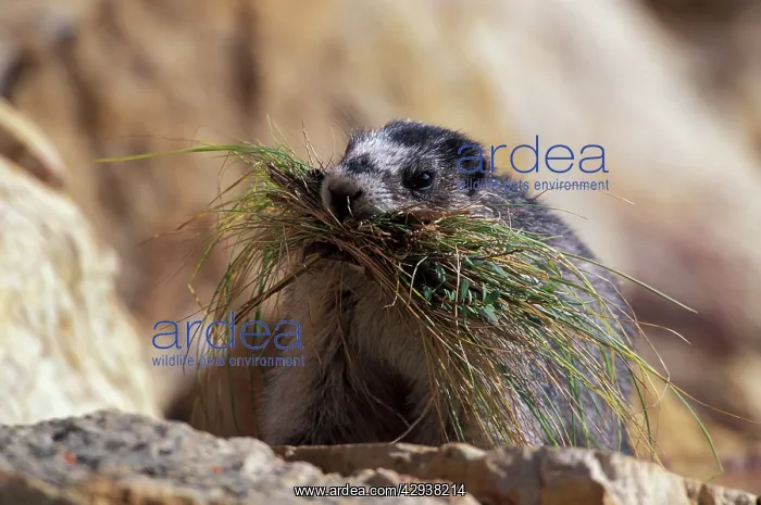 : Hoary Marmot : Hoary Marmot