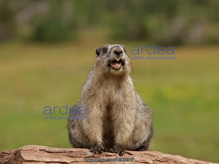 : Hoary Marmot : Hoary Marmot