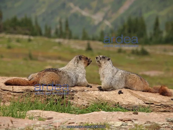 : Hoary Marmot : Hoary Marmot