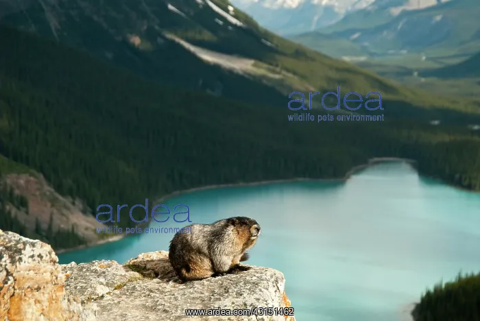 : Hoary Marmot : Hoary Marmot