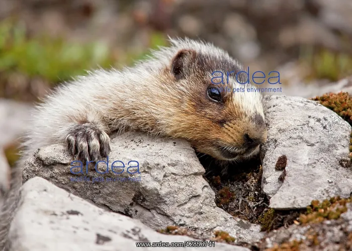 : Hoary Marmot - above Chester Lake - Peter Lougheed : Hoary Marmot - above Chester Lake - Peter Lougheed