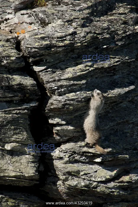: Hoary Marmot climbing a rock - Hoary Marmot climbing : Hoary Marmot climbing a rock - Hoary Marmot climbing