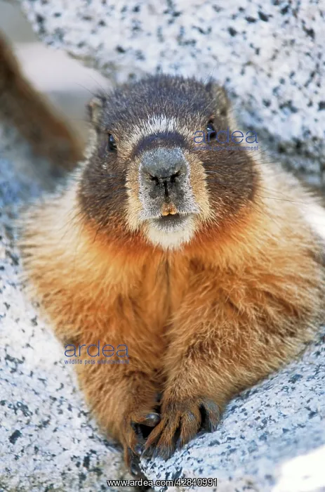 : Hoary MARMOT - close-up : Hoary MARMOT - close-up