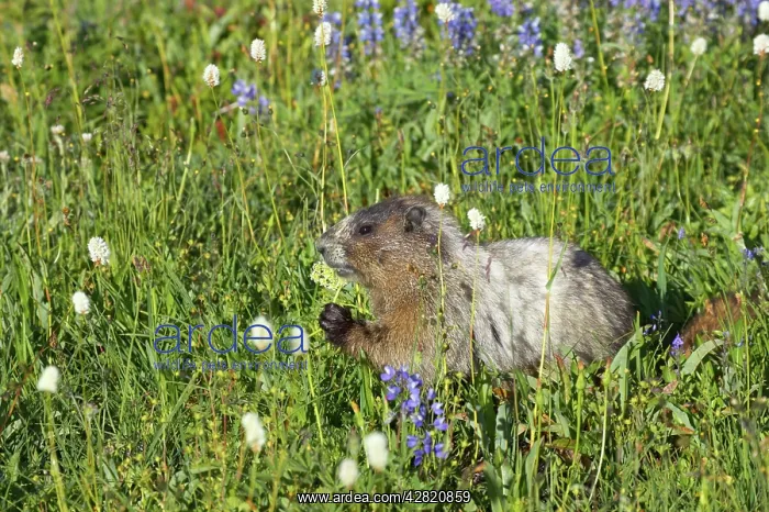 : Hoary Marmot - Feeding on subalpine flowers : Hoary Marmot - Feeding on subalpine flowers