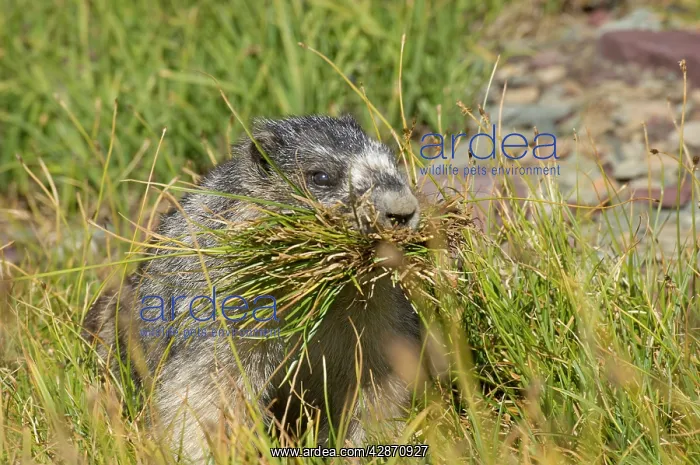 : Hoary Marmot - gathering grass for winter hibernation : Hoary Marmot - gathering grass for winter hibernation