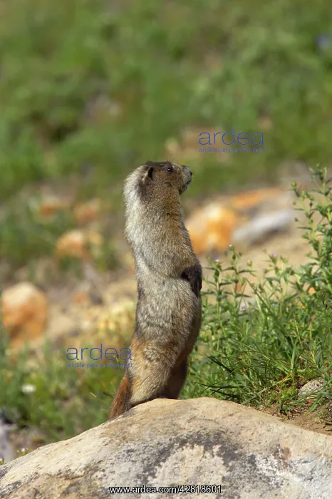 : Hoary Marmot - On lookout rock : Hoary Marmot - On lookout rock