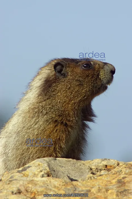 : Hoary Marmot - On lookout rock : Hoary Marmot - On lookout rock