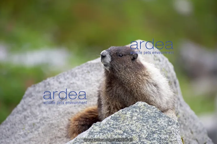 : Hoary Marmot - On lookout rock : Hoary Marmot - On lookout rock