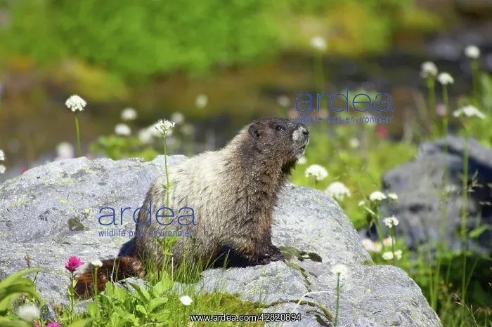  : Hoary Marmot - On lookout rock