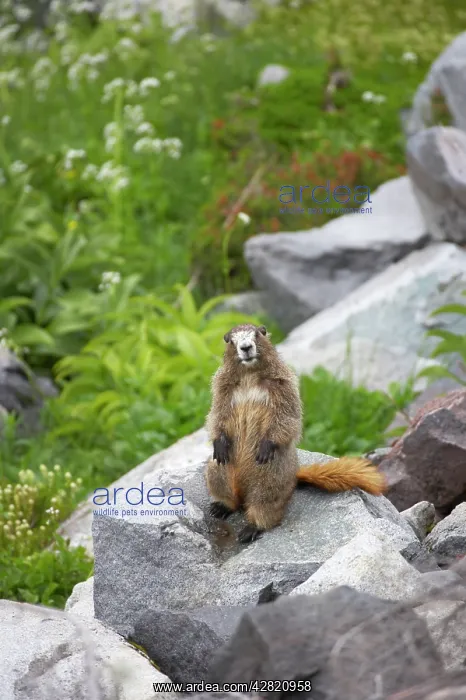 : Hoary Marmot - On lookout rock : Hoary Marmot - On lookout rock