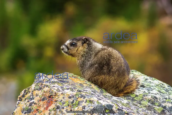  : Hoary Marmot (Marmota caligata). Jasper National