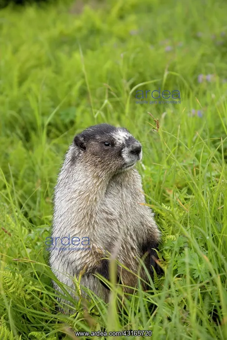 : hoary marmot Marmota caligata Juneau Alaska North Pacific O : hoary marmot Marmota caligata Juneau Alaska North Pacific O