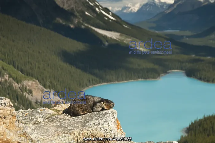 : Hoary Marmot (Marmota caligata) lying on a rock : Hoary Marmot (Marmota caligata) lying on a rock
