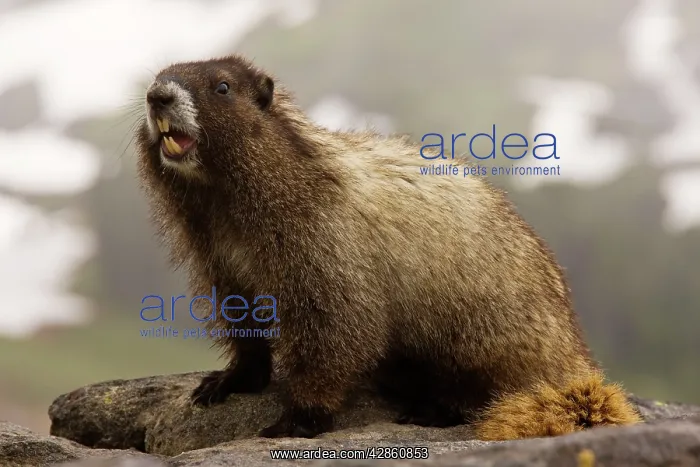: Hoary marmot on Mount Rainier : Hoary marmot on Mount Rainier