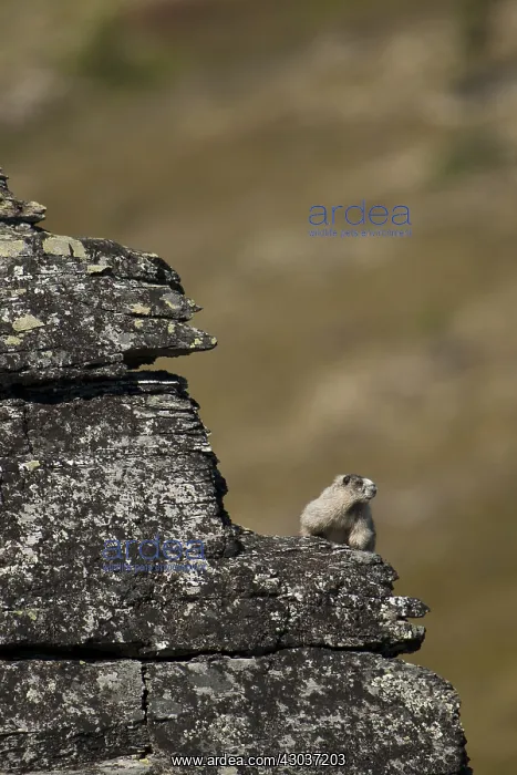 : Hoary Marmot on a rock - Hoary Marmot laying on : Hoary Marmot on a rock - Hoary Marmot laying on