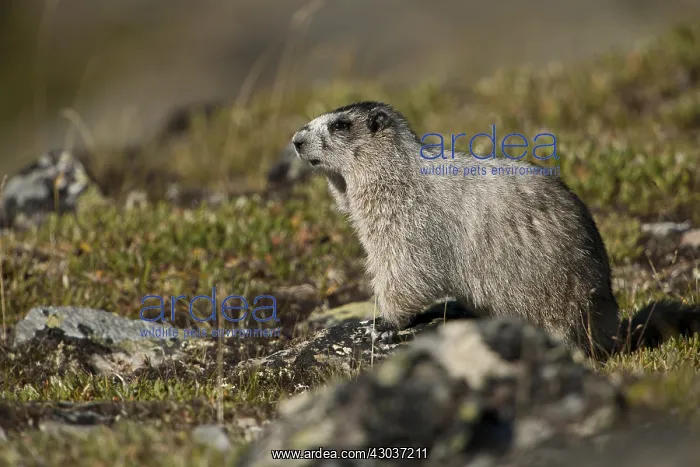 : Hoary Marmot on a rock - Hoary Marmot standing on : Hoary Marmot on a rock - Hoary Marmot standing on