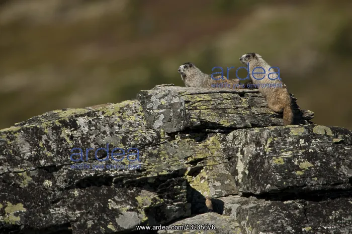 : Hoary Marmot on a rock - Pair of Hoary Marmots laying : Hoary Marmot on a rock - Pair of Hoary Marmots laying