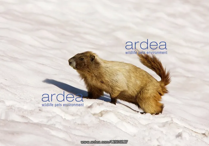: Hoary marmot - on snow patch : Hoary marmot - on snow patch