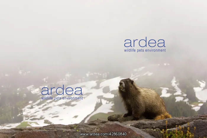 : Hoary marmot - with snowy slopes beyond, on Mount Rainier : Hoary marmot - with snowy slopes beyond, on Mount Rainier