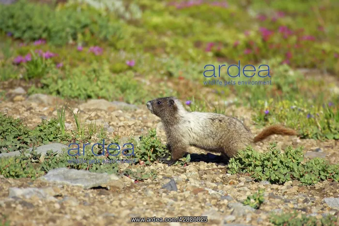 : Hoary Marmot in subalpine meadows : Hoary Marmot in subalpine meadows