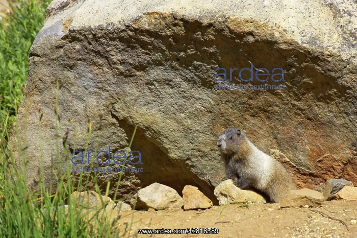 : Hoary Marmot - Young at burrow : Hoary Marmot - Young at burrow