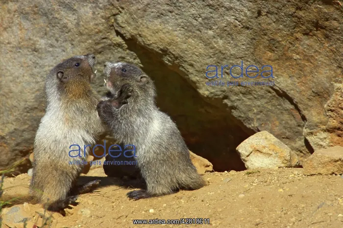 : Hoary Marmot - Young play-fighting outside burrow : Hoary Marmot - Young play-fighting outside burrow