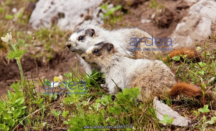 : Two Hoary Marmots - above Chester Lake - Peter : Two Hoary Marmots - above Chester Lake - Peter