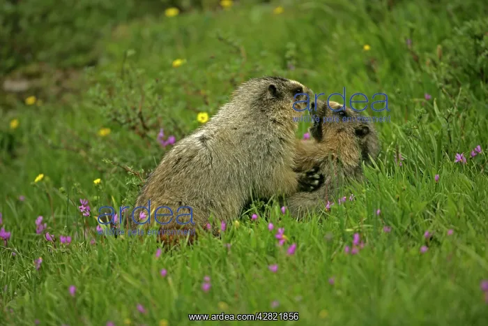 : Hoary Marmots Wrestling : Hoary Marmots Wrestling