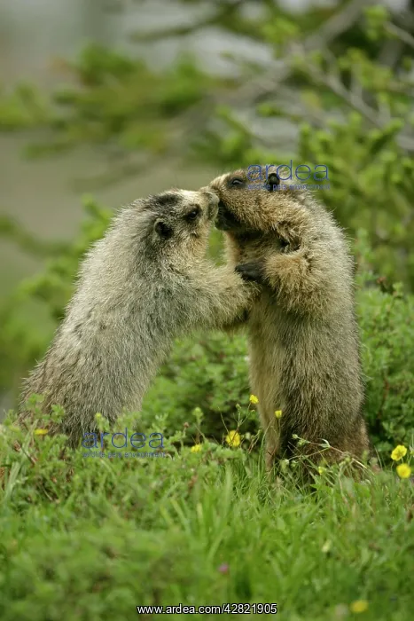 : Hoary Marmots Wrestling : Hoary Marmots Wrestling