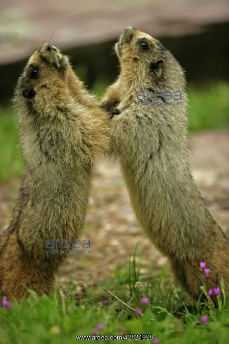 : Hoary Marmots Wrestling : Hoary Marmots Wrestling
