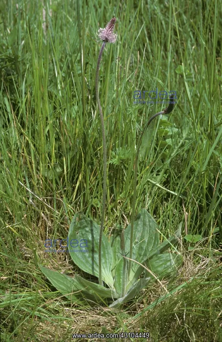 : Hoary plantain : Hoary plantain