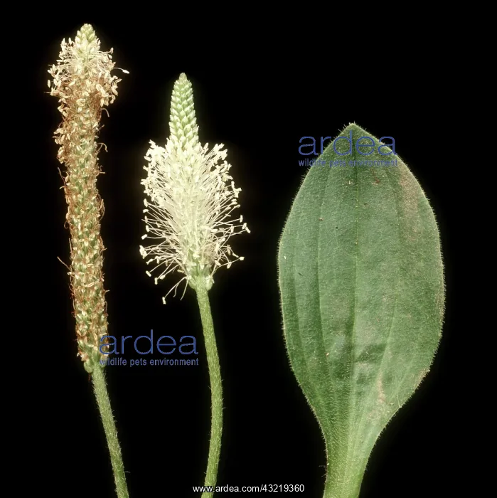 : Hoary plantain : Hoary plantain