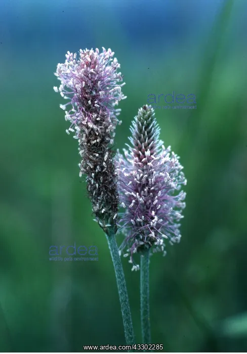  : HOARY PLANTAIN - close-up of head
