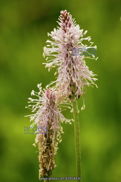 : Hoary Plantain - in flower : Hoary Plantain - in flower