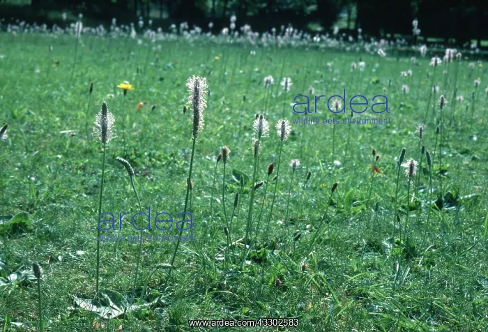 : HOARY PLANTAIN - as lawn weed : HOARY PLANTAIN - as lawn weed