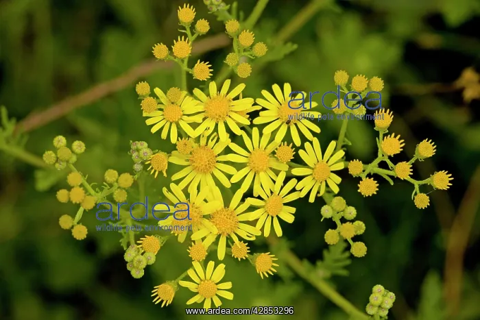 : Hoary Ragwort - in flower : Hoary Ragwort - in flower