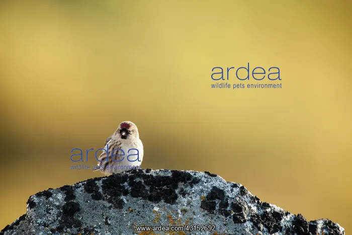 : Hoary Redpoll : Hoary Redpoll