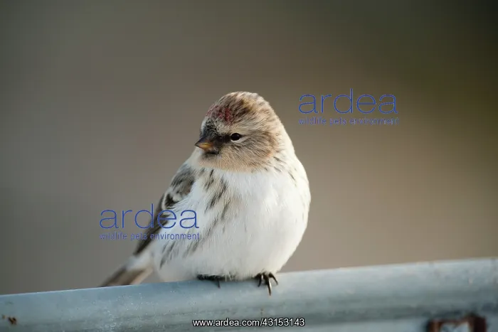 : Hoary Redpoll : Hoary Redpoll