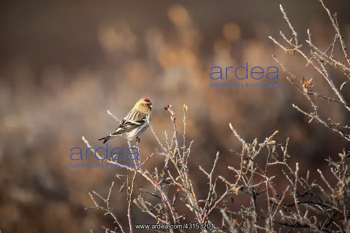 : Hoary Redpoll : Hoary Redpoll