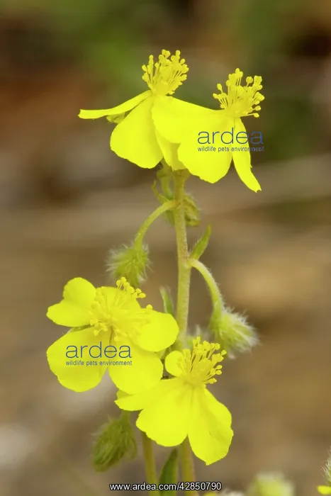  : Hoary rock-rose - in flower, on limestone bank